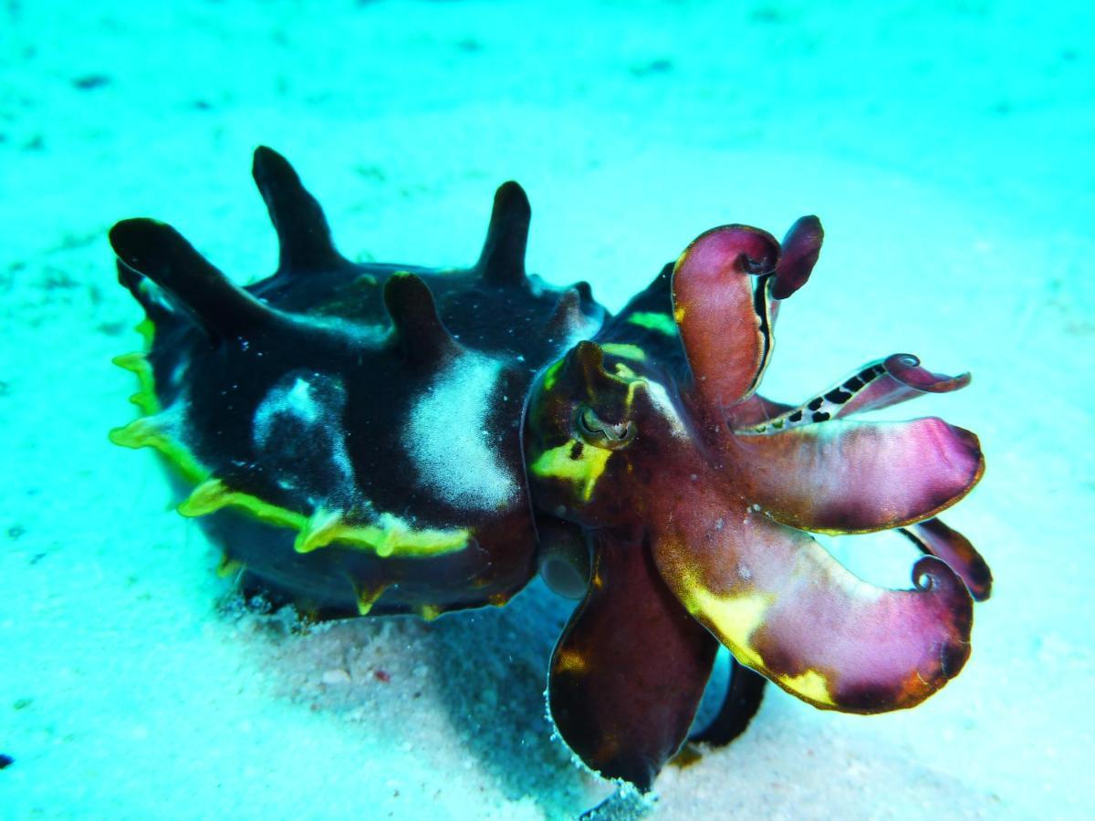 Malapascua Exotic Island Dive Resort Daanbantayan Esterno foto